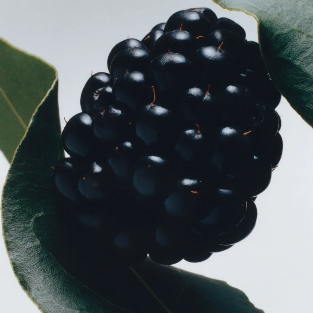 Blackberry & Bay Cologne