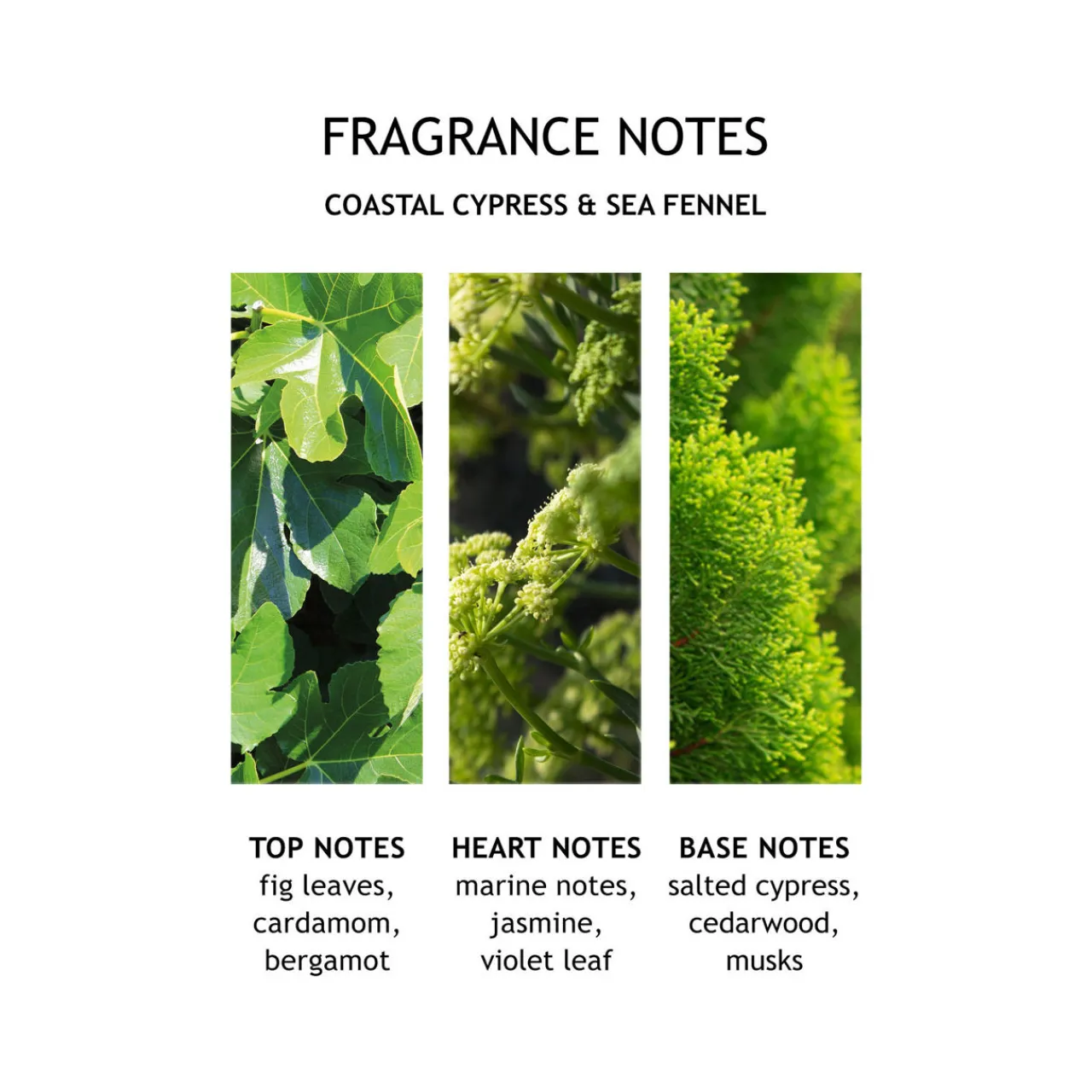 Sale MOLTON BROWN Coastal Cypress & Sea Fennel Fine Liquid Hand Wash