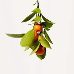 Crisp Citrus™ Moisturising Hand Cream