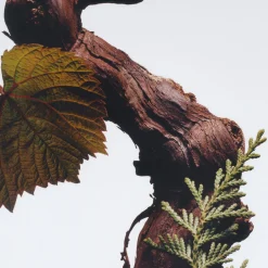 Cypress & Grapevine Classic Candle