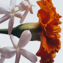 Jasmine Sambac & Marigold Cologne Intense