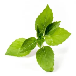 Lingot Lemon Basil Organic Seeds