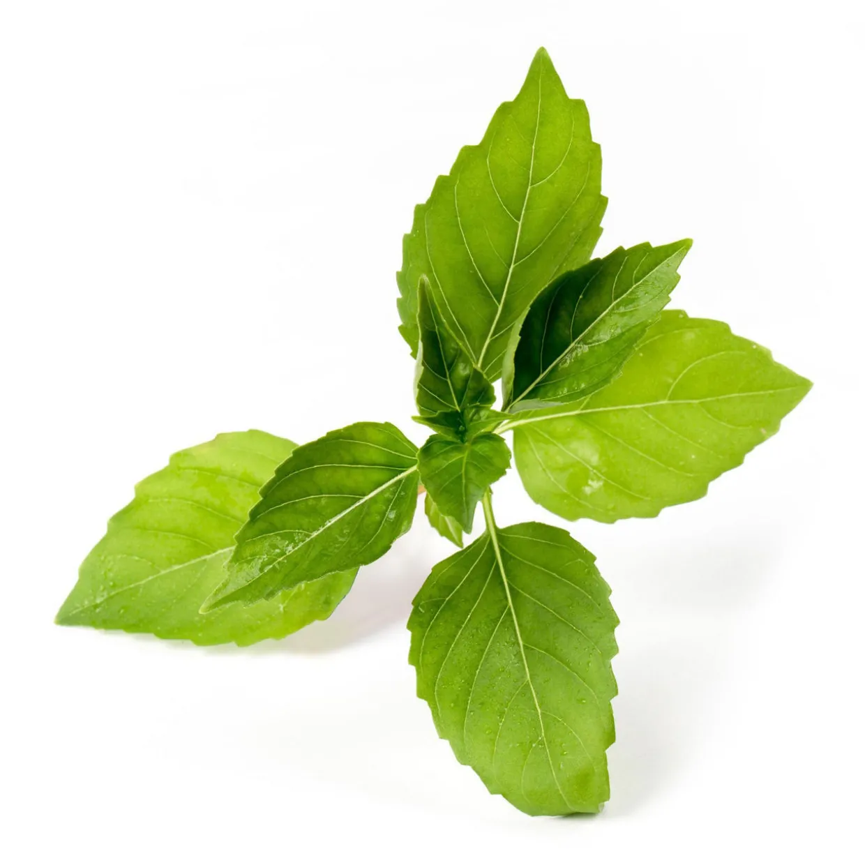 Lingot Lemon Basil Organic Seeds