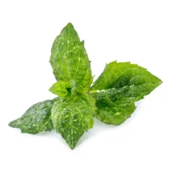 Lingot Mint Seeds