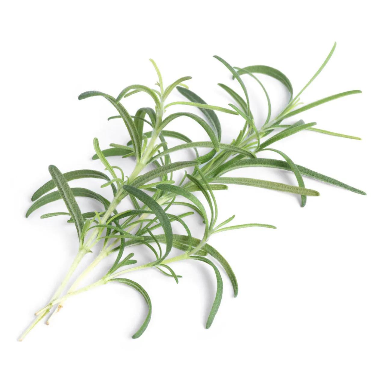Lingot Rosemary Seeds