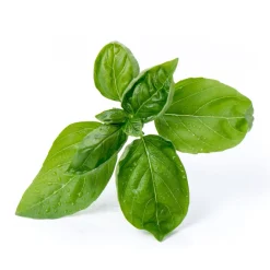 Lingot Sweet Basil Organic Seeds