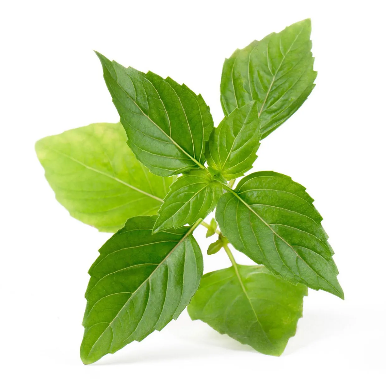 Lingot Thai Basil Organic Seeds