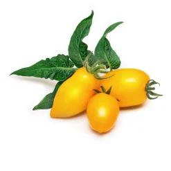 Hot VERITABLE Lingot Yellow Mini-Tomato Seeds