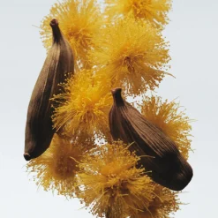 Mimosa & Cardamom Body Crème