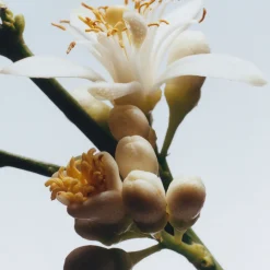 Discount JO MALONE LONDON Orange Blossom Diffuser