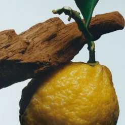 Oud & Bergamot Cologne Intense