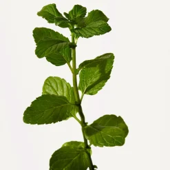 Hot ORIGINS Peace Of Mind™ Moisturising Hand Cream