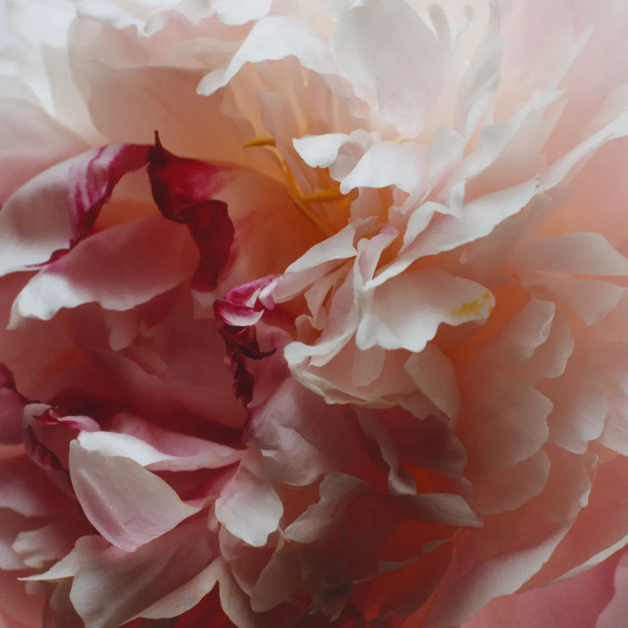 Peony & Blush Suede Body Crème