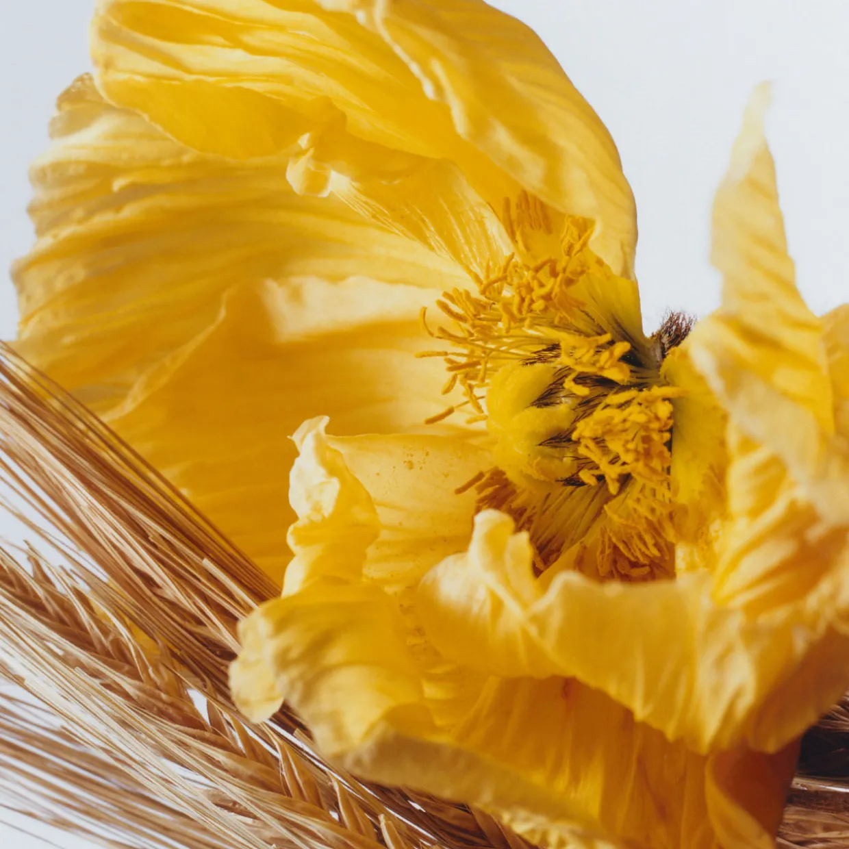 Poppy & Barley Cologne