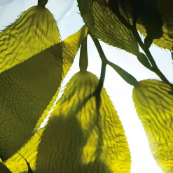 Online LA MER The Renewal Oil