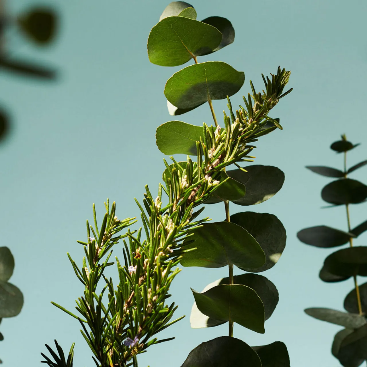 Online RITUALS The Ritual of Hammam Refill Fragrance Sticks