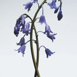 Wild Bluebell Cologne 30ml