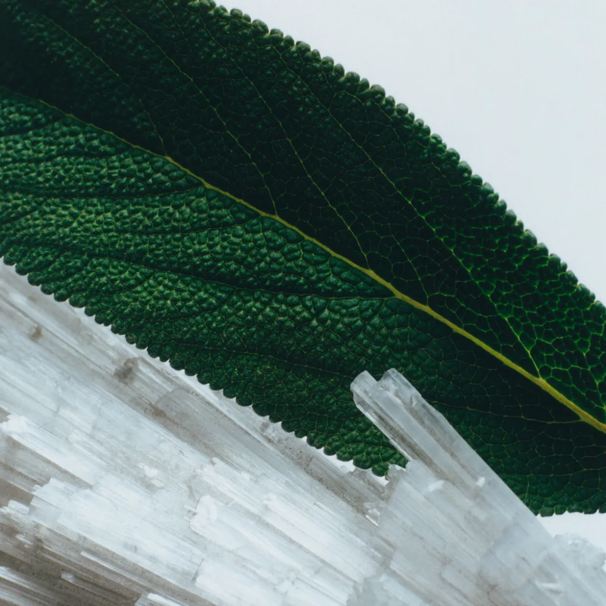 Wood Sage and Sea Salt Diffuser Refill